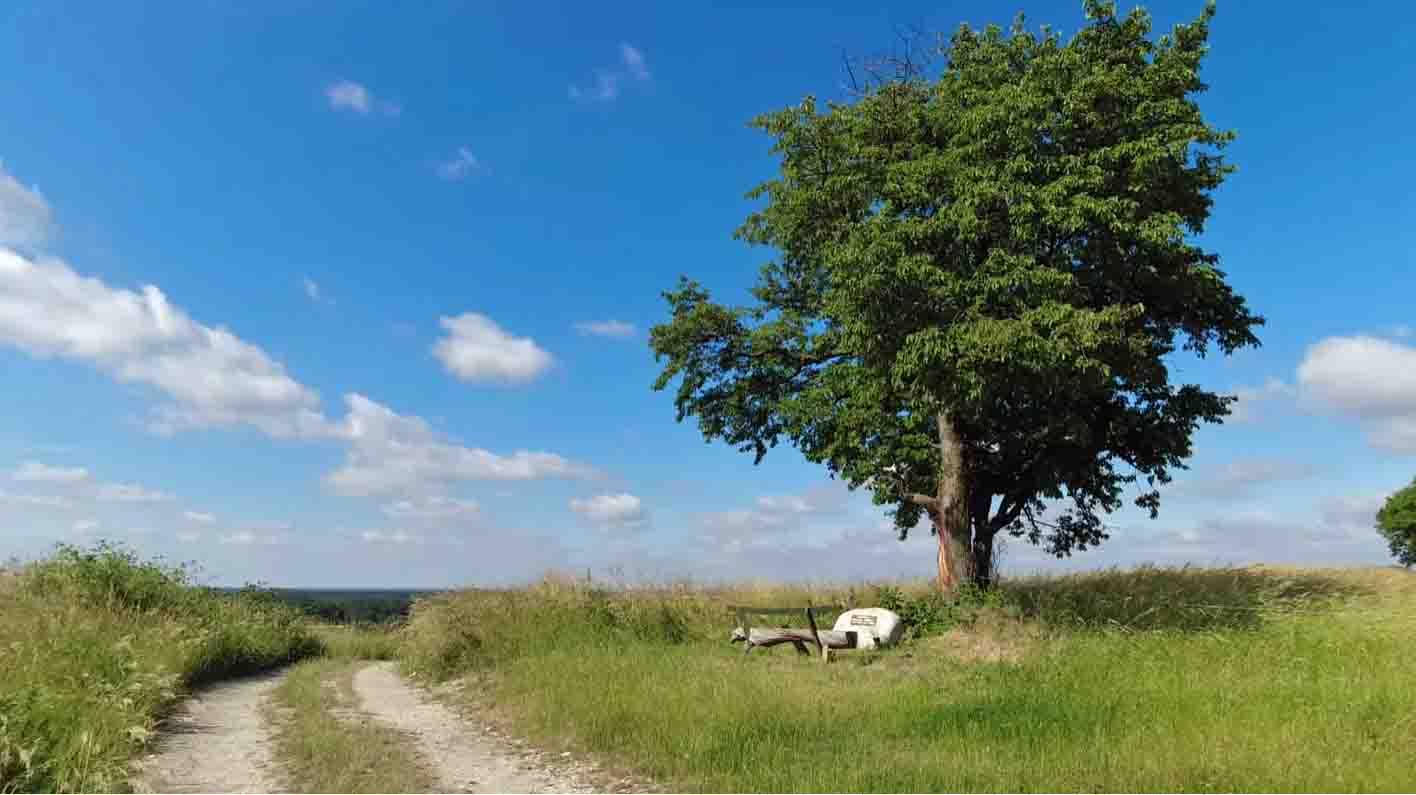 Wandelroute in het Teutoburgerwoud
